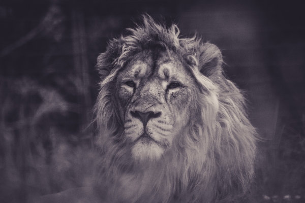 The Lion, The Witch, and the Wardrobe –  it’s just a kids book. 